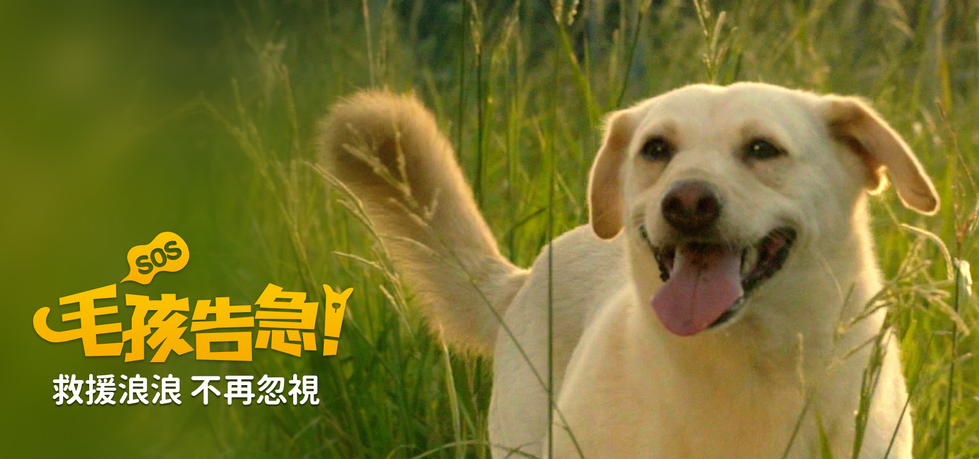 Richart 毛孩告急！救援浪浪 不再忽視 || SUGARFUN CREATIVE 方形糖創意數位